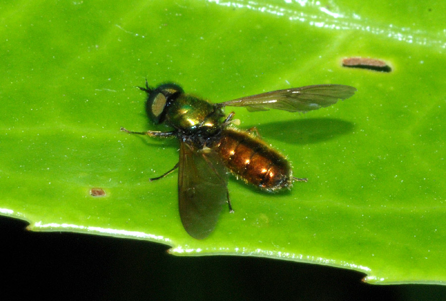 Chloromya formosa